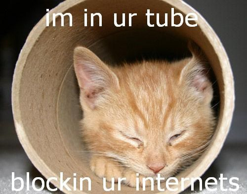 the cat is blocking the internet