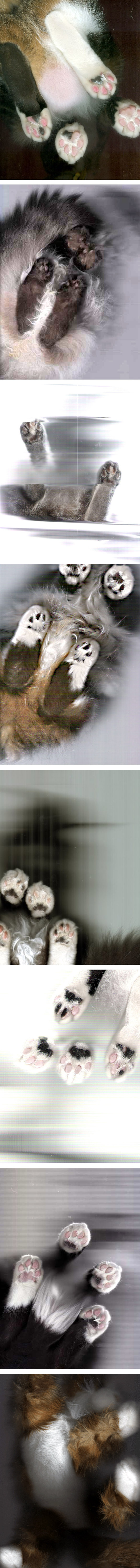 cats cats Cat Scan, le site qui scanne votre chat.