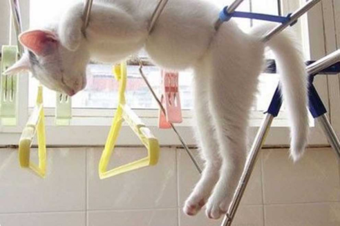 chat