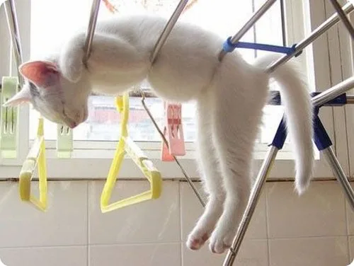 Top 30 lolcats sleeping in odd positions