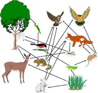 Eat Me: the Media Environment as a Food Web