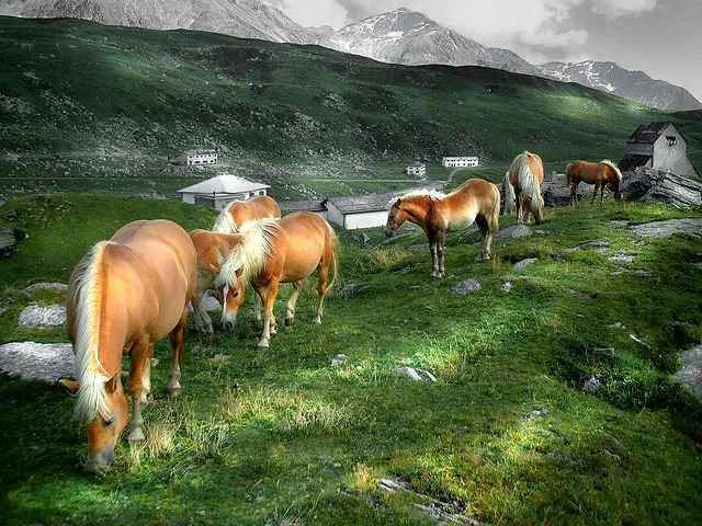 Essay: Real Nature is not Green