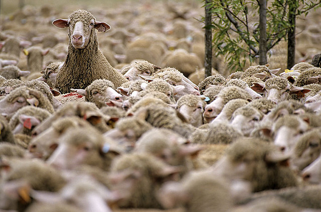 sheep